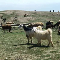 دو عدد بز و بزغاله جوان