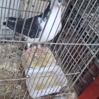 ماده دمگیر زره ای سیاه پشت