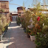 گل وگیاه|گل و گیاه طبیعی|شیراز, بازار|دیوار