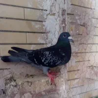 نوع کبوتر یه نر یه ماده