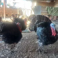 فروش بوقلمون در شهرستان فسا