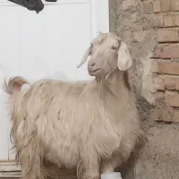 بز جوان آبستن