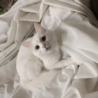 گربه پرشین ماده با دوتا بچه هاش