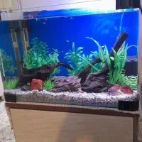 اکواریوم شیشه خم وسایل وماهی