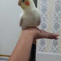 عروس هلندی|پرنده|مرودشت, کناره|دیوار