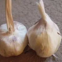 سیر تازه
