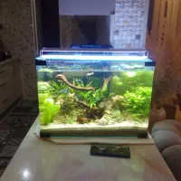 اکواریوم شیشه خم