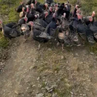 فروش‌بوقلمون‌محلی‌‌واورگانیک