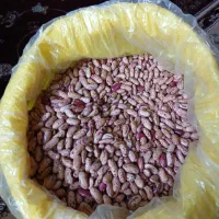 لوبیاکشاورزی