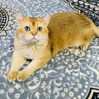 گربه کاملا خانگی نر نژاد برتیش اصل