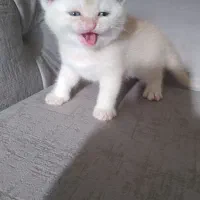 بچه گربه سیلور