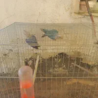 طوطی برزیلی|پرنده|مریوان, |دیوار