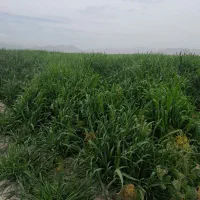 اجاره  شراکت برای  کاشت شلتوک بیضا