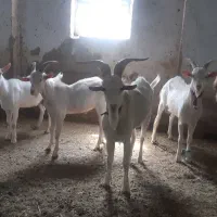 نر بز سانن خالص (تکه)|حیوانات مزرعه|تبریز, |دیوار