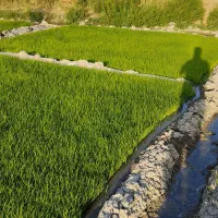 فروش تخم ضیغمی