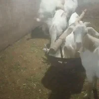 نر بز اصل سانن لنگه سه قول|حیوانات مزرعه|بن, |دیوار