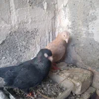 کفتر پلی|پرنده|میناب, |دیوار