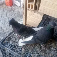 کفتردم‌سفید‌کاکلی‌فروشی