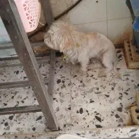 سگ اهلی