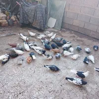 پرنده