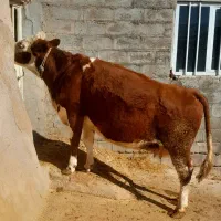 سه عدد گاو سمینتال قرمز جوان آبستن گاو صحرا