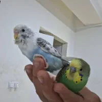 مرغ عشق دستی