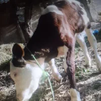 گاو شیری با گوساله سیمیتال