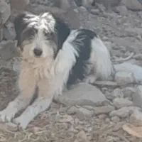 توله سگ قدرجونی ریشی