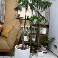 گلدان|گل و گیاه طبیعی|شیراز, آزادگان|دیوار