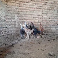 لاری|حیوانات مزرعه|شبستر, |دیوار