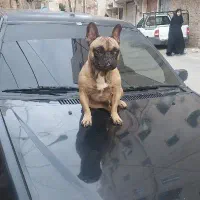 فرنچ بوالداگ