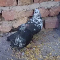 کبوتر ماده سبز نسل دار