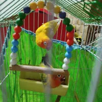 طوطی برزیلی|پرنده|تهران, شهمیرزادی|دیوار