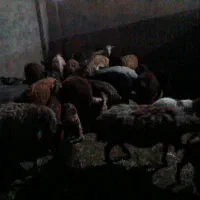 یونجه گوسفند