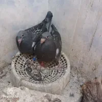 چاپ پلاک توپاه شرط هوش جوجه جیر|پرنده|امیدیه, |دیوار