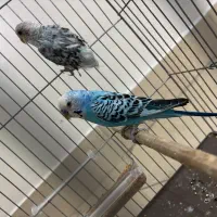 مرغ عشق جفت|پرنده|تهران, هلال احمر|دیوار