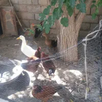 اردک و مرغ خروس