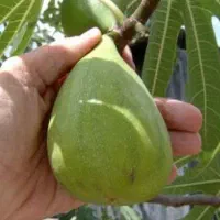ف.روش ارقام نهال مثمر و غیر مثمر|خدمات باغبانی و درختکاری|کرمانشاه, |دیوار