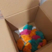 جوجه رنگی موجوده