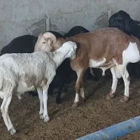 یک راس بره قوچ چینی قندوزی اصل