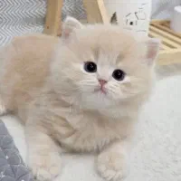 واگذاری گربه