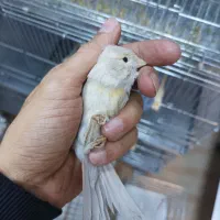 قناری ماده آماده|پرنده|بهبهان, |دیوار