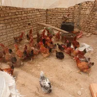 مرغ رسمی تخمگذار