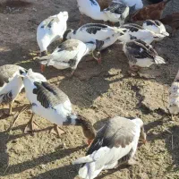 غاز‌محلی‌ارگانیک‌بادوعدد‌بوقلمون‌نر|حیوانات مزرعه|بشاریات, |دیوار
