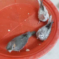 جوجه عروس هلندی