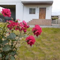 اجاره شبانه و ماهانه ویلا مبله نور، رویان