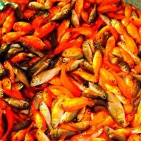 پرورش‌انواع‌ماهی‌قرمز‌عید‌‌و‌انواع‌وسایل‌تنگ‌و...