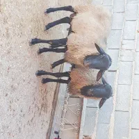 فروش قوچ رومانوف|حیوانات مزرعه|شیراز, آبیاری|دیوار