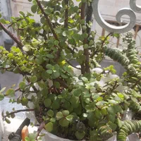 گل و گیاه|گل و گیاه طبیعی|لنگرود, |دیوار