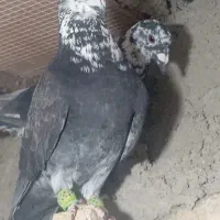 کفتر کبوتر بزک